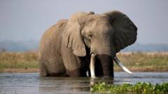 Trop d'éléphants : L'abattage des éléphants au Zimbabwe est-il justifié ?