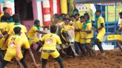 பாலமேடு ஜல்லிக்கட்டு