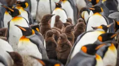 pinguinos con sus crías