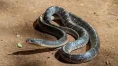 కట్ల పాము