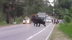 අලි පාර මාරුවීම