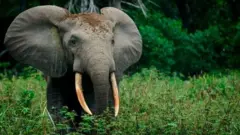 ''Si nous ne classons pas cette forêt, elle est sujette au braconnage ou à l'exploitation forestière illégale"