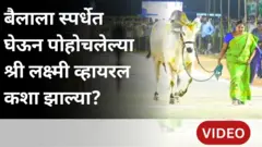 बैलांना शर्यतीत घेऊन जाणाऱ्या श्री लक्ष्मी व्हायरल कशा झाल्या?