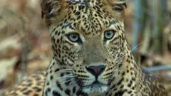 फोटो कॅप्शन - मुंबई हा जगातला सर्वाधिक घनतेचा बिबट्यांचा अधिवास झाला आहे.