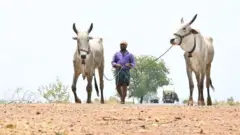 ओंगल जातीची 4 लाख जनावरं आंध्र प्रदेशात आहेत. 