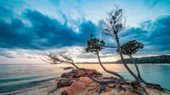 Paisagem de árvores e o mar em Córsega