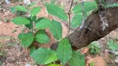 பாம்புகள் மட்டுமல்ல, பல பூச்சிகளும் சில வகையான செடிகளில் இருந்து வெளியாகும் வாசனைகள் காரணமாக அந்தப் பகுதிகளுக்கு அருகில் செல்வதில்லை என்று பேராசிரியர் மஞ்சுலதா குறிப்பிட்டார்.