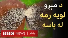 اسرائیلي کامره‌من په بې پیلوټه الوتکه د مېږو وېډیوګانې ثبت کړې دي. د لیور پټېل دا وېډیوګانې پر فېسبوک تر ۱۰۰٫۰۰۰ ډېر ځله کتل شوې دي.