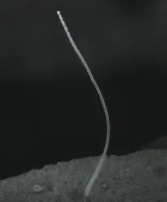 Бул бактериялар башка көптөгөн бактерияларга караганда болжолдуу 5000 эсеге чоң