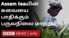 தேநீர் உற்பத்தி மற்றும் சுவையை பாதிக்கும் காலநிலை மாற்றம்