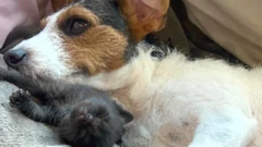 Jack Russell cuddling kittens