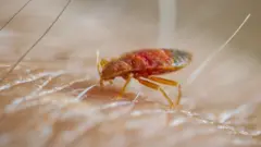 bedbug