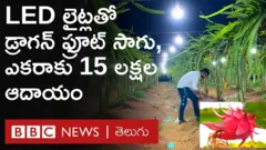 LED లైట్లతో డ్రాగన్ ఫ్రూట్ సాగు, ఎకరాకు రూ.15 లక్షల వరకు లాభం