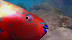 FISH