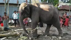 দুলাল চন্দ্র রায়ের কিনে আনা হাতি