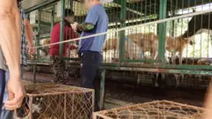 Köpek eti pazarı