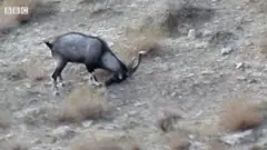 पाकिस्तान