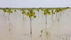 سندھ، مینگرووز