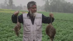 ఎలుకలు