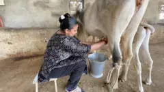 બીબીસી ગુજરાતી કચ્છ ગૌશાળા ખેડૂત ગાય દૂધ કોઓપરેટિવ