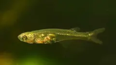 Tiny fish big noise