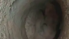 ఏనుగు