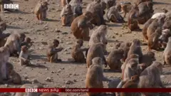 Monkey Island