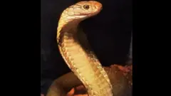 ਕਿੰਗ ਕੋਬਰਾ