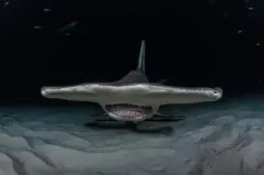 Tiburón martillo