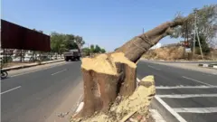 महाराष्ट्र में छत्रपति संभाजीनगर में नगर नाका से दौलताबाद जाने वाली सड़क को चौड़ा करने के लिए पेड़ काटे जा रहे हैं