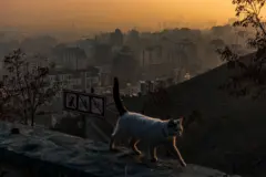 گربه‌ای در حال عبور از لبه یک دیوار در غروب و شهر با ساختمان‌های بلندش در بک‌گراند