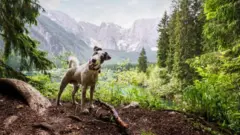 Na till 30 October dem find di bodi of Moore and di dog Finney bin dey by im side.