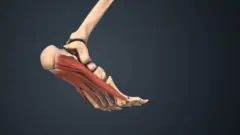 Uma ilustração mostrando os músculos e ossos dos pés