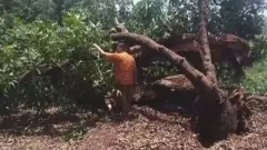 आम के पेड़