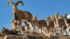 دنا سرشار از گونه‌های جانوریست که حفاظت از آن‌ها مخصوصا بعد از به‌رسمیت شناخته شدن این منطقه توسط یونسکو نسبتا موفق بوده است