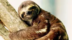 A brown and white sloth clings to a tree, appearing to smile