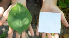 toalet papir, biljka