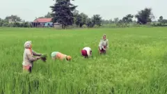 धानखेत 