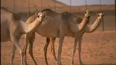 Gaala wal bira dhaabbatan