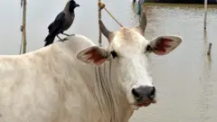 गाय