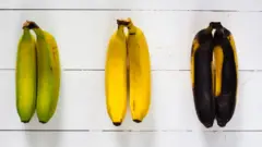Uma grande quantidade de alimento em bom estado para consumo é desperdiçada todos os dias