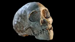 O fóssil do menino de Taung