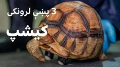 له قاچاقبرو تر ژغورل کېدا رووسته درې پښې لرونکي کیشپ ته د ښه خوځېدو لپاره ګاډۍ ولګول شوې.