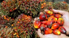 ఆయిల్ పామ్