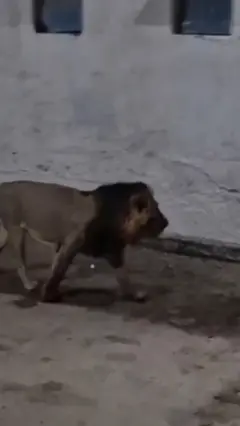 சிங்கத்திடமிருந்து தப்பிய சிறுமி