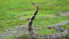 cobra