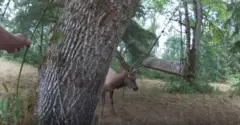 கடமான்