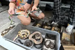 ซากงูที่ตายจากไฟไหม้