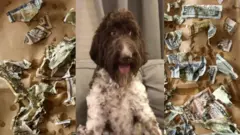 Saree doolaara 4,000 nyaate