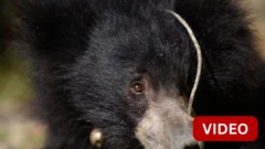 கோவிலுக்குள் உலா வந்த கரடி